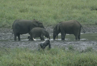 Zentralafrika, Gabun: Tropenzauber am Äquator - Elefanten am Wasserloch neben einem Gorilla
