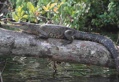 Zentralafrika, Gabun: Tropenzauber am Äquator - Krokodil auf einem umgekippten Baum
