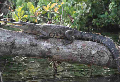 Zentralafrika, Gabun: Tropenzauber am quator - Krokodil auf einem umgekippten Baum