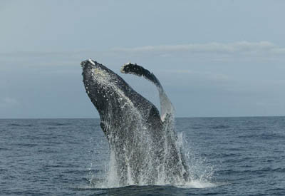 Zentralafrika, Gabun: Tropenzauber am Äquator - Aus dem Wasser springender Wal